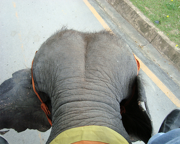 ركوب الأفيال 1