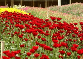 السياحة الزراعية في تبوك.. وجهة عشاق الطبيعة عبر “شتاء السعودية”