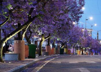 شارع الفن” في أبها.. كرنفال الألوان ووجهة العائلات