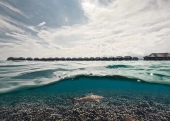 DIVE INTO CONSERVATION- A NEW HANDS-ON MARINE BIOLOGY GUEST EXPERIENCE NOW AVAILABLE AT SUN SIYAM IRU FUSHI