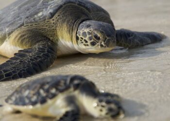 JUMEIRAH MARKS WORLD SEA TURTLE DAY WITH NEW MILESTONES IN MARINE CONSERVATION