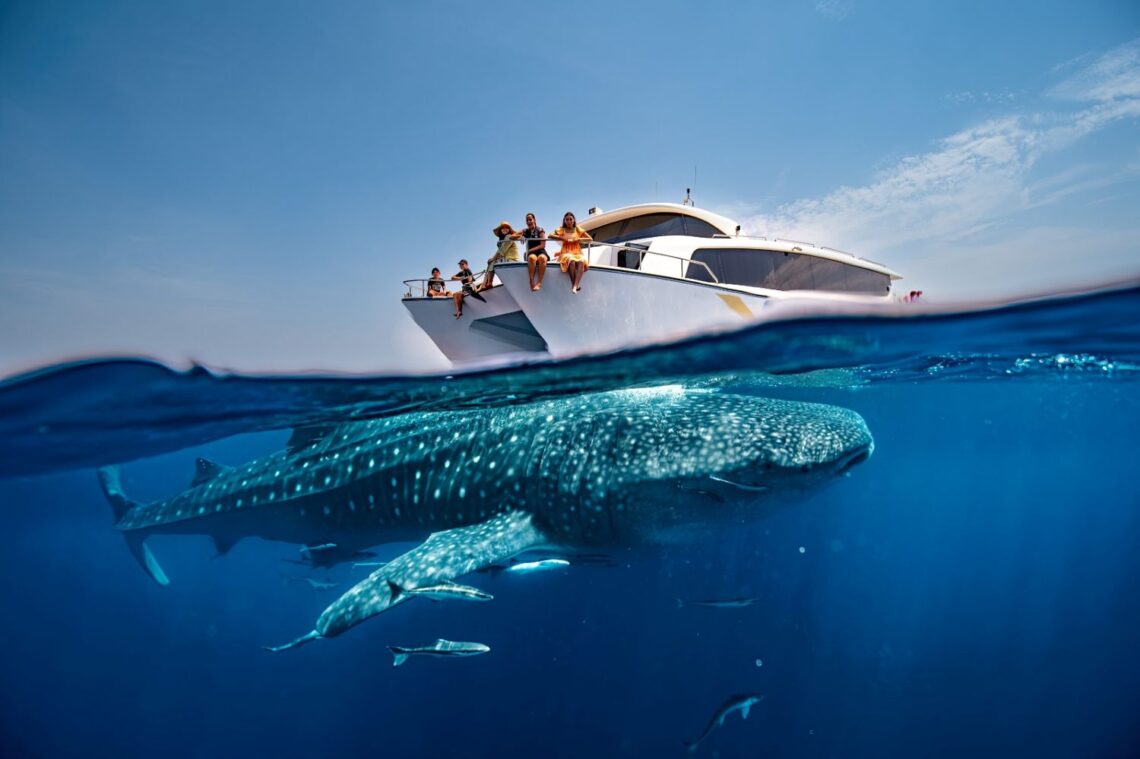 Qatar’s Whale Shark Tours Offer a Rare Glimpse into Nature’s Wonder